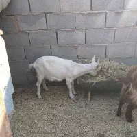 بزغاله|حیوانات مزرعه|رفسنجان, |دیوار