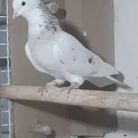 کفتر دولاب تن کردنی