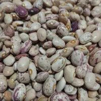 فروش عمده لوبیا چیتی بوجاری شده