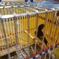 فروش سهره قناری|پرنده|اصفهان, قائمیه|دیوار