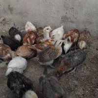 جوجه سرحال وتمیزه دونه 100تخفیف هم داره