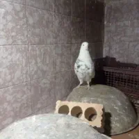 کبوتر ایسونم