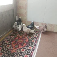 کبوتر تهرانی