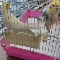 دو عدد عروس هلندی