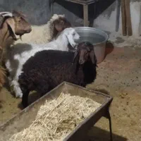 دو عدد بره ماده