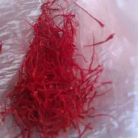 اصل تربت حیدریه زعفران وپیاز