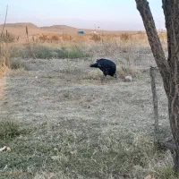 ۷ عدد بوقلمون|حیوانات مزرعه|زنجان, |دیوار