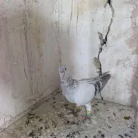 ساده امری افشون افغانی نر کفتر بوم