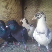 فروش یا معاوضه کبوتر بغدادی