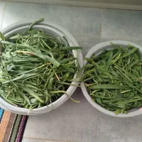 پر موسیر و کنگر تازه