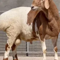 سنگسری/ مغانی /فشاری/کردستانی/گوسفند زنده براکشتار