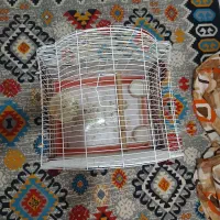 قفس عروس هلندی