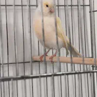 قناری ماده چهار گل با قفس