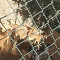 بز پازن و ماده|حیوانات مزرعه|بندر گناوه, |دیوار