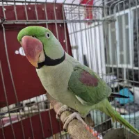 شاه طوطی گمشده|حیوانات|امیدیه, |دیوار