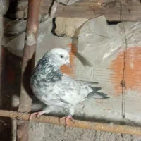 کبوتر غریب گیری|پرنده|قائم‌شهر, |دیوار