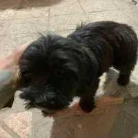 واگذاری سگ پاکوتاه|سگ|اردبیل, |دیوار