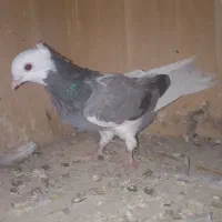 شازده