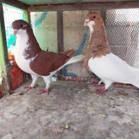 کبوتر|پرنده|مبارکه, |دیوار