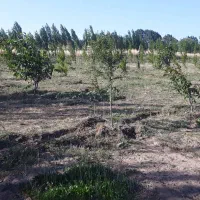 باغ|فروش زمین و ملک کلنگی|نمین, |دیوار