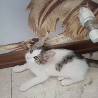 گربه نر دی اس اچ