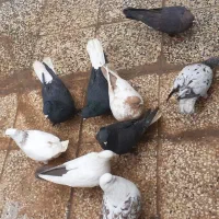 کفتر رنگی|پرنده|شیراز, گویم|دیوار