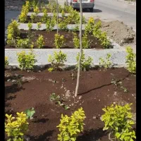 باغبانی سمپاشی کودهی هرس گلکاری علف کشی باغبانی|خدمات باغبانی و درختکاری|مشهد, کوثر|دیوار