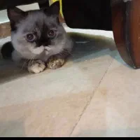 گربه بلو اسکاتیش