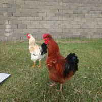 خروس کاکلی و خروس لاری