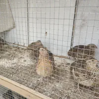 فروش بلدرچین نر