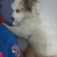 واگذاری غیر رایگان|سگ|فولادشهر, زاینده رود|دیوار