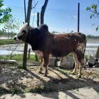 ورزا چالوسی خوشتیپ