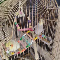 عروس هلندی