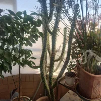فروش گلدان یوکا و کاکتوس با ارتفاع ۲.۵ متر|گل و گیاه طبیعی|شاهین‌شهر, شهرک میلاد|دیوار