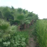 فروش مرحله دوم پالم
