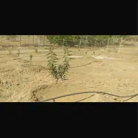 ۸۰۰و۱۰۰۰و۲۵۰۰متر باغ سند داربا آب در ۱ساعتی اصفهان|فروش زمین و ملک کلنگی|شاهینشهر, سعدی جنوبی|دیوار