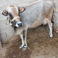 گاوگوساله|حیوانات مزرعه|کرمانشاه, |دیوار