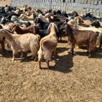 فروش ۷۸راس بز کهره دار و ابستن