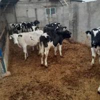 گوساله نر|حیوانات مزرعه|بوئین زهرا, |دیوار