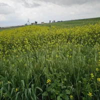 فروش گندم و کاه در حجم بالا