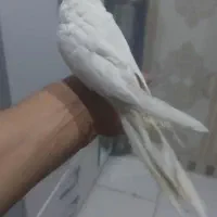 عروس هلندی نر دستی|پرنده|اسلام‌شهر, شهرک مهدیه|دیوار