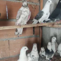 فروش غریب گیری جوجه و بالغ