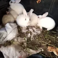 بچه خرگوش سفید چشم قرمز