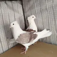 جفت پشت|پرنده|بیرجند, |دیوار