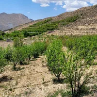 ۴۴۰۰ متر باغ سند ۶ دانگ/یک حلقه چاه آب با مجوز|فروش دفتر صنعتی، کشاورزی، تجاری|فیروزکوه, |دیوار