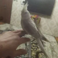 عروس هلندی نر.وایت فیسه.البینو