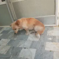 سگ پامر روباهی ۱ ساله|سگ|پاکدشت, پاکدشت (مامازند)|دیوار