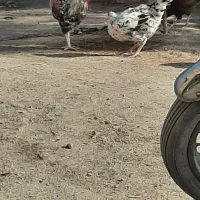 مرغ و خروس فروشی محلی|حیوانات مزرعه|کورین, |دیوار