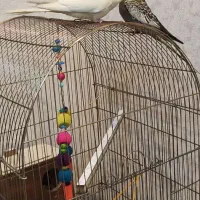 عروس هلندی|پرنده|قدس, شهر‌قدس|دیوار