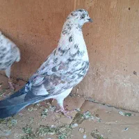 گم شده|حیوانات|تهران, سلسبیل جنوبی|دیوار